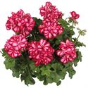 Afbeelding van Geranium Hang P12 Double Medio Lollipop Mariska